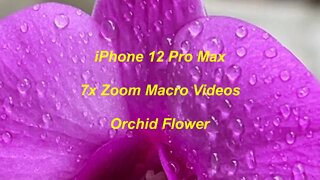 iPhone 12 Pro Max 7x Zoom Macro videos Orchid Flower