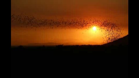 Milhares de morcegos voam perante um pôr do sol magnífico