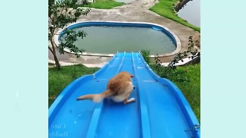 Dog Sliding into a pool #funny #funnydogs #funnyvideo #funnyshorts