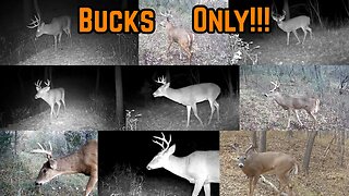 9 DAYS-72 CLIPS-Bucks ONLY!!!