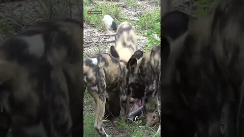 Painted Wolves Devour Prey #shorts