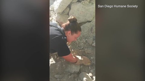 Baby foxes rescued from Otay Mesa construction site