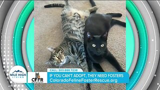 Can't Adopt? Foster! // CFFR