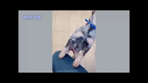 Funny Dog Videos 2020 Its time to LAUGH with Dogs life