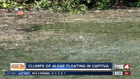 Clumps of brown algae found in Captiva