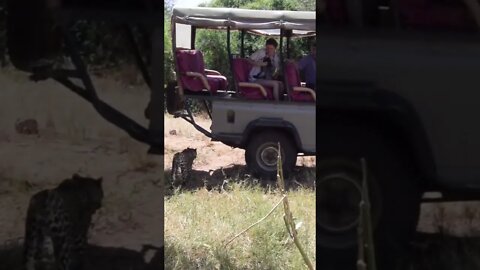 Our Closer Encounter with A Strolling Leopard!🤔#shorts #safari #travel #travelling