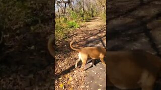 dog on the trail.