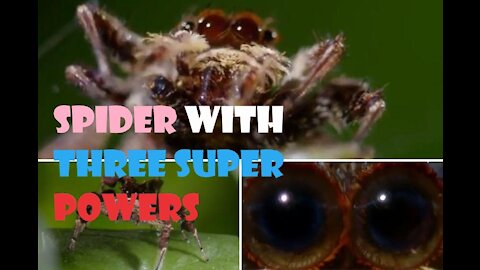 Spider With Three Super Powers!!!