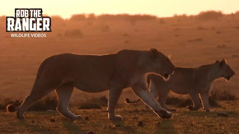 Sunrise and lions | Maasai Mara Safari | Zebra Plains