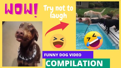 Best Funny animals - Funny cats / dogs - Funny animal videos2023 :)