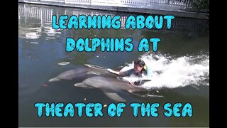 Learning About Dolphins and Human Imprinting at Theater of the Sea