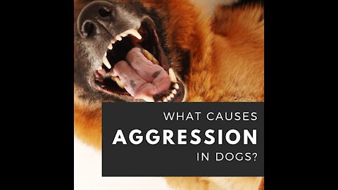 Brain Training A German Shepherd with Aggression Issues