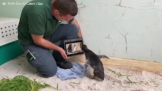 Pinguim solitário assiste a desenho animado “Pingu” para se divertir 1