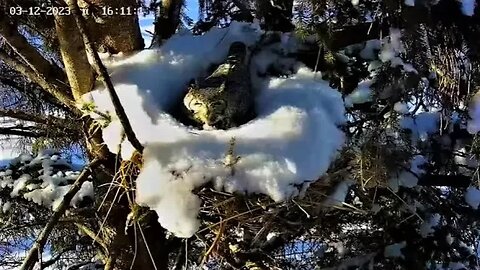 Black-billed Magpie Harasses Ellie 🦉 03/12/23 16:11