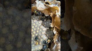 03 Como é uma colônia de abelhas Mandaçaia por dentro #Shorts