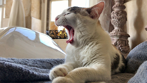 Pretty Calico Kitty Enjoys a Yawn and a Bath in Slow Motion