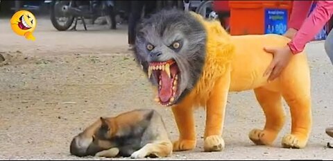 Troll Prank dog funny & fake lion and fake tiger prank to dog & hug box prank to dog