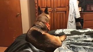 Clever German Shepherd Knows Exactly What To Do Before Bedtime