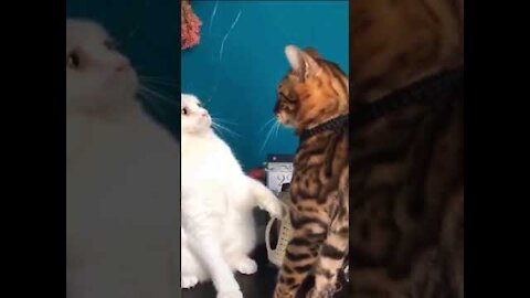 FUNNY CAT VIDEOS | CATS ARE AWESOME 2021