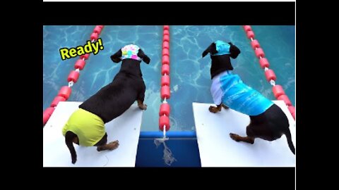 The Wienerlympics Cute Funny Wiener Dog Video