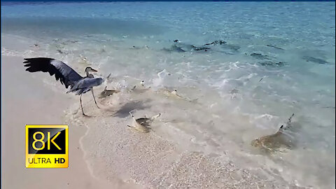 Dozens of Reef Sharks Join Feeding Frenzy in The Maldives