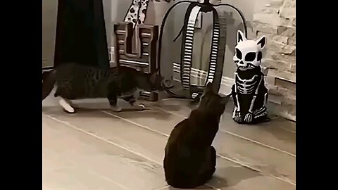 The cat was surprised which animal came🤣🤣 trending video