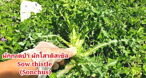 Sow thistle (Sunchus) ผักกาดป่าผักโสวติสเซิล