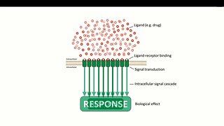 4 Pharmacodynamics Receptor Agonists and Antagonists