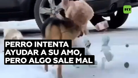 Perro intenta ayudar a sacar la basura, pero se enfrenta a un obstáculo inesperado