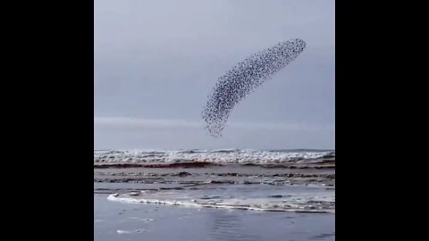 A flock of sandpipers