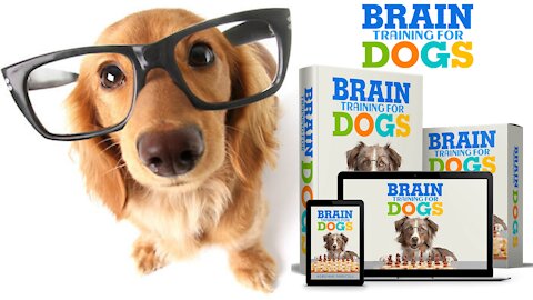 Train Your Dog To Be Smarter And Obedient - Brain Training Online Course