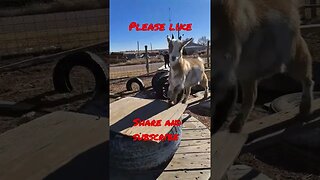 The gang would love for you to like share and subscribe #shorts #goats #farmlife #follow