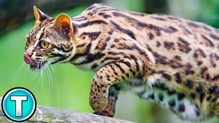 Asian Leopard Cat | World's Weirdest Animals