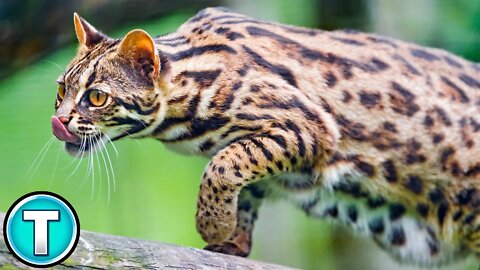 Asian Leopard Cat | World's Weirdest Animals
