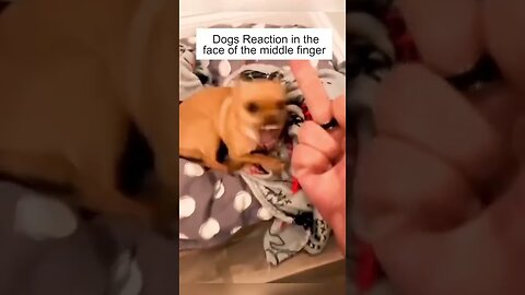 Dog’s Reaction In The Face Of The Middle Finger