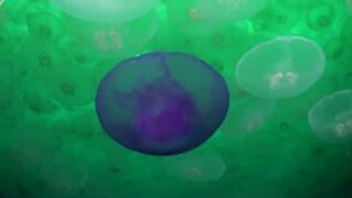 Rare jellyfish mating ritual