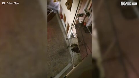Bear attempts home invasion in Italy