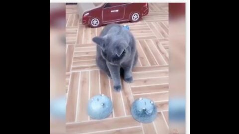 Cats funny videos 4