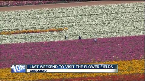 Carlsbad Flower Fields to close May 13