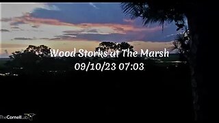 Wood Storks at The Marsh 🦩 09/10/23 07:03
