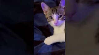 Relaxing sound of my kitten purring