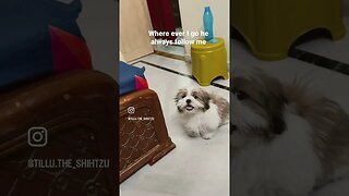 #dog #shorts #fun #doglover #cute #shihtzu #reels #funny #ytshorts #youtubeshorts #trending #youtube