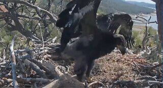 Baby Eagle Grows, Preparing to Fledge