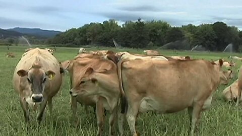 J J's Jerseys Organic Dairy Farm - New Sustainable Today Part 4 Episode 1303