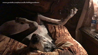 Sleepy Great Dane Falls Asleep Upside Down in Bed