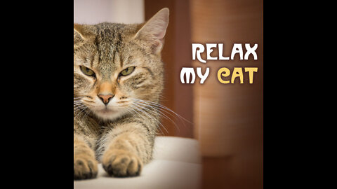 Cat feel relaxed