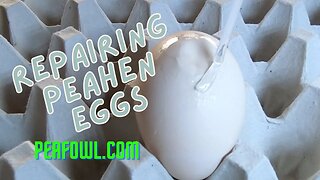 Repairing Peahen Eggs, Peacock Minute, peafowl.com