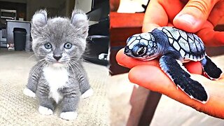 AWW Animals SOO Cute! Cute baby animals Videos Compilation cute moment of the animals 2023 #5 🥺