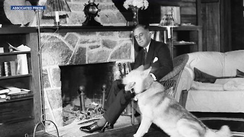 Major problems: Decades apart, both FDR and Biden have dogs with biting problems