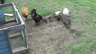 Baby Chicks Hatched On The Homestead
